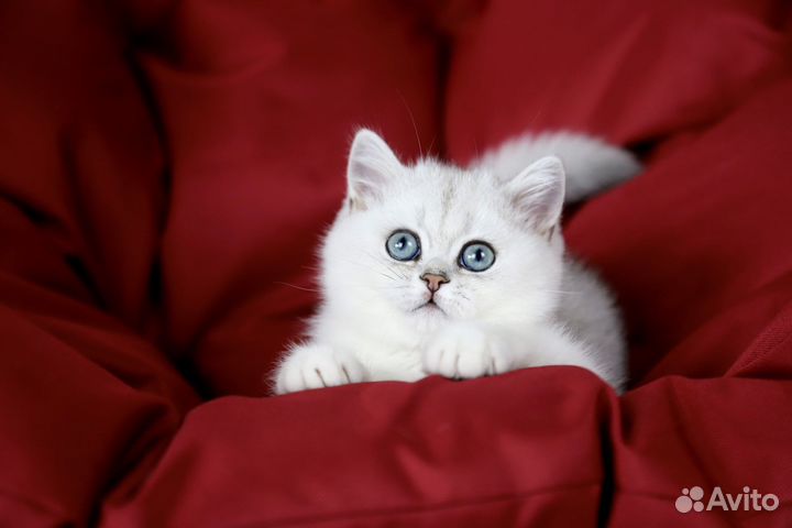 Британская шиншила