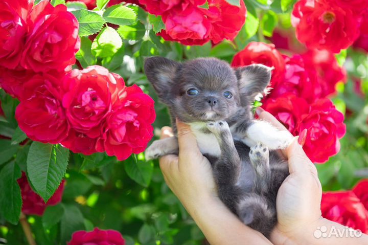 Шикарные щенки Мини Чихуахуа мальчики и девочки