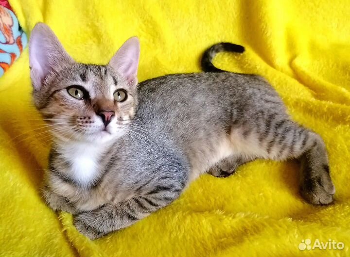 Котята