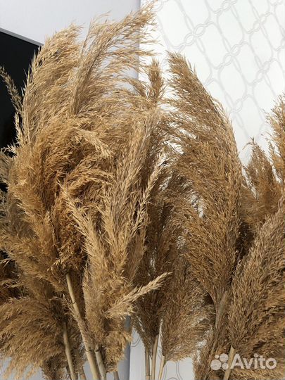 Тростник (сухоцветы)