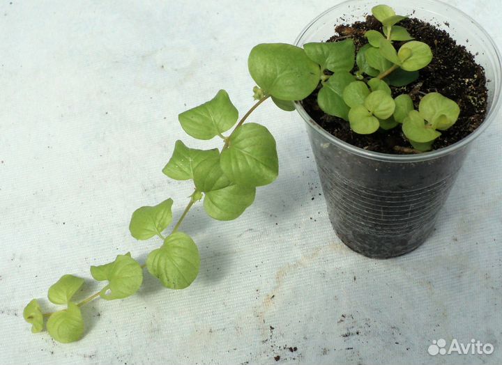 Вербейник монетчатый золотой