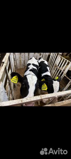 Телята бычки холмогорской породы