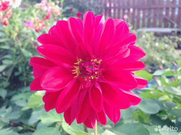 Георгины многолетние(клубни)