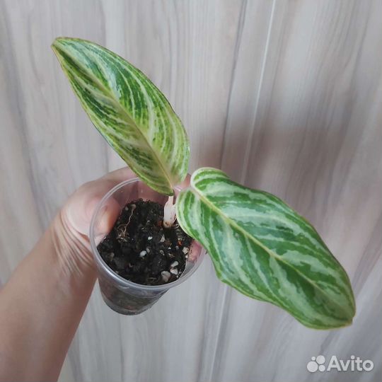 Комнатные цветы шефлера, аглаонема и др