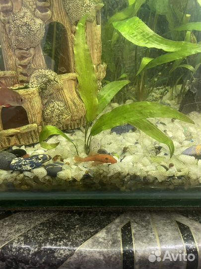 Анциструс Кревека вишня Криптокорина Ампулярии