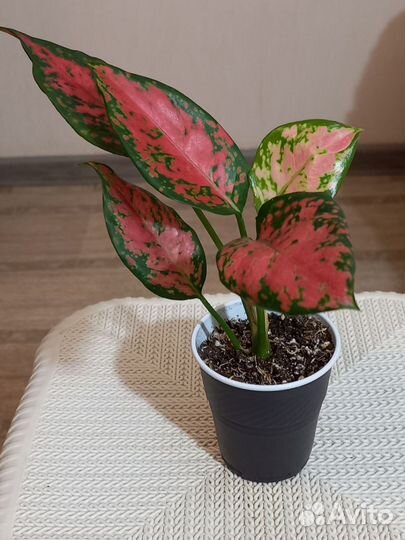 Аглаонемы, детки