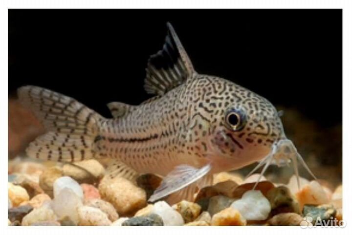 Коридорас Джули/ Юли