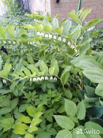 Цветок купена