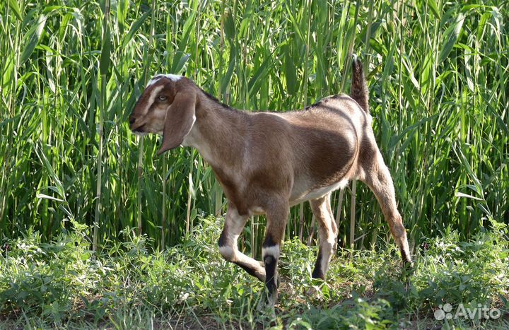 Козлята нубо-биталы