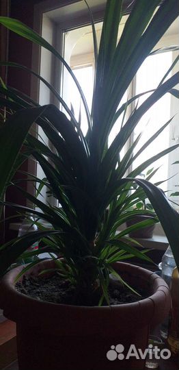 Пальма юкка