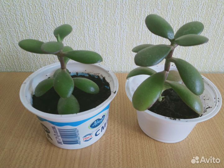 Крассула толстянка