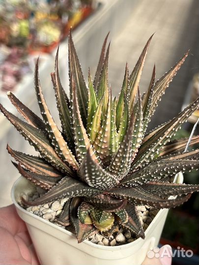 Хавортии вариегатные сортовые