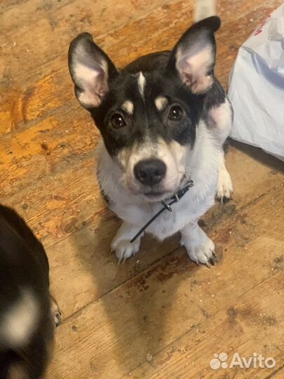 Маленькая собачка Марта