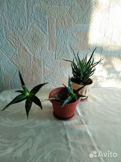 Алоэ коллекционный