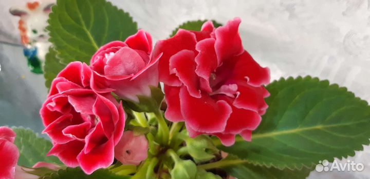 Глоксиния махровая