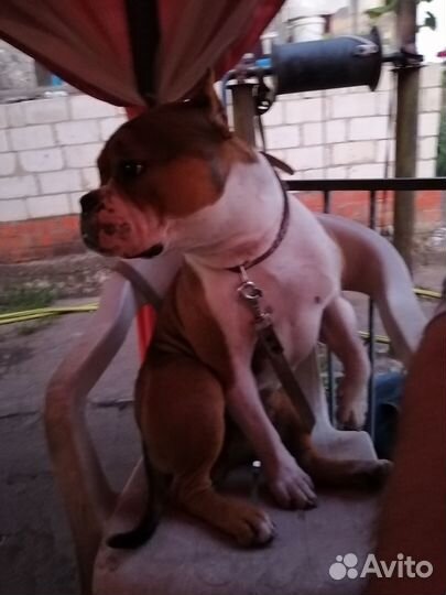 Вязка Американский булли