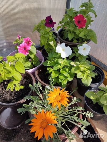 Рассада цветов, помидор, перца