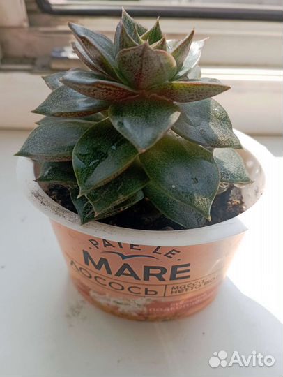 Суккуленты