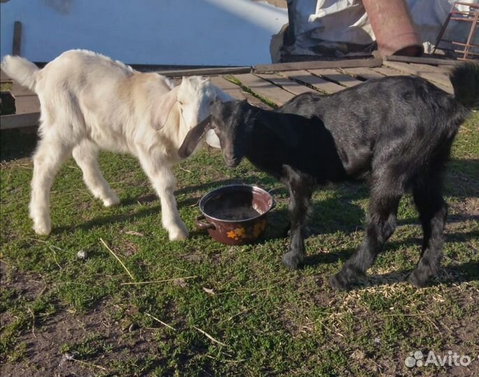 Коза и козлята