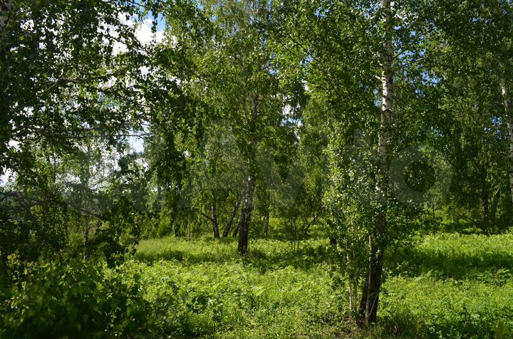 Участок 22,1 сот. (СНТ, ДНП)