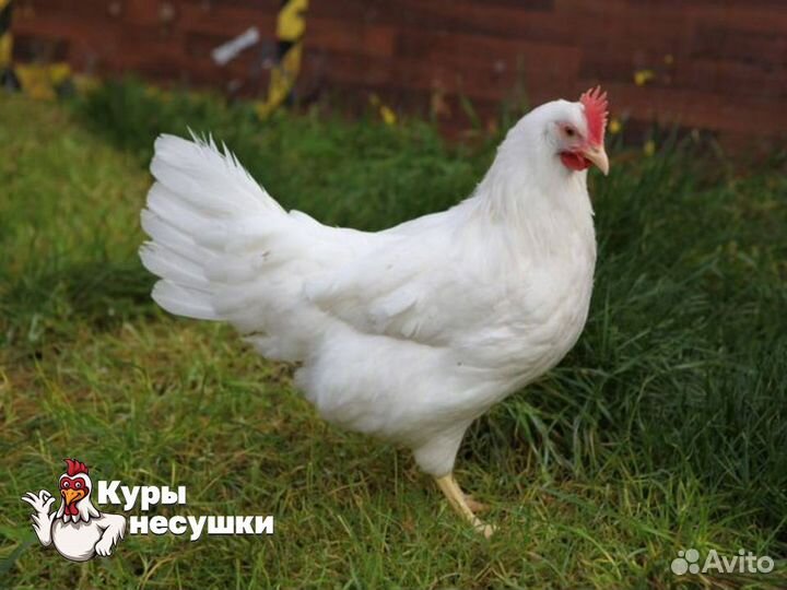 Куры несушки