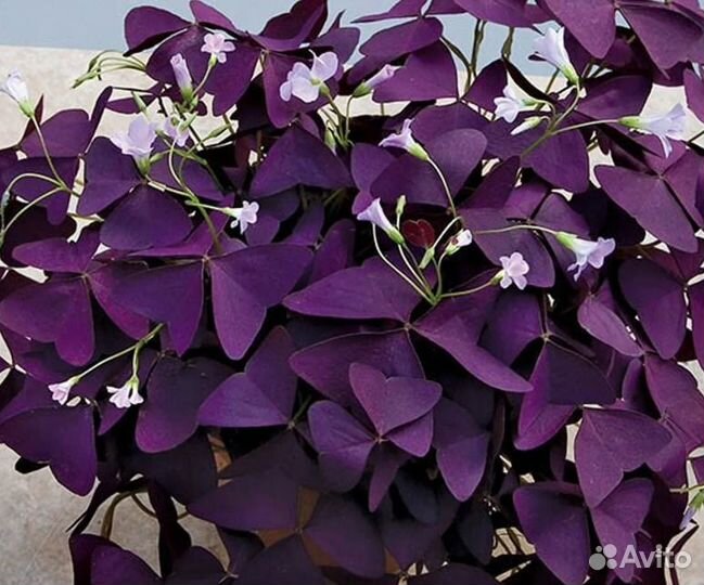 Кислица треугольная (Oxalis)