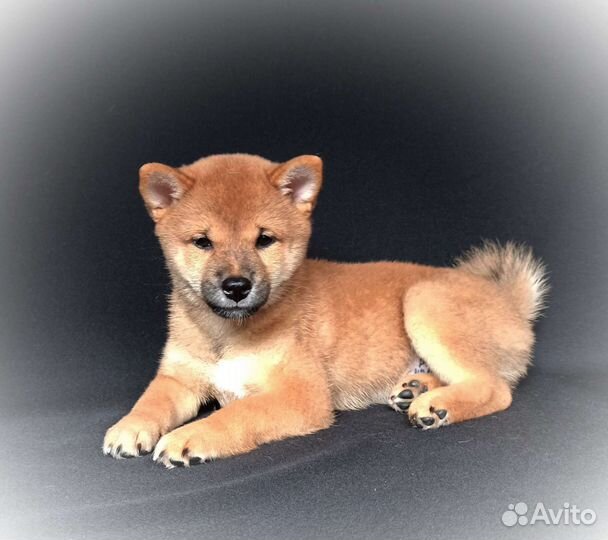 Девочка сиба ину
