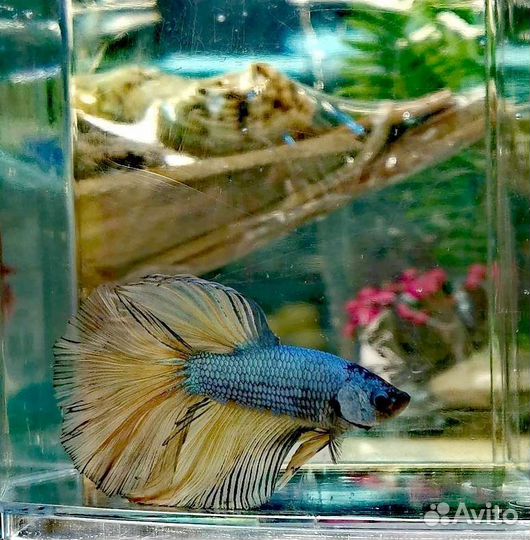 Рыбка петушок