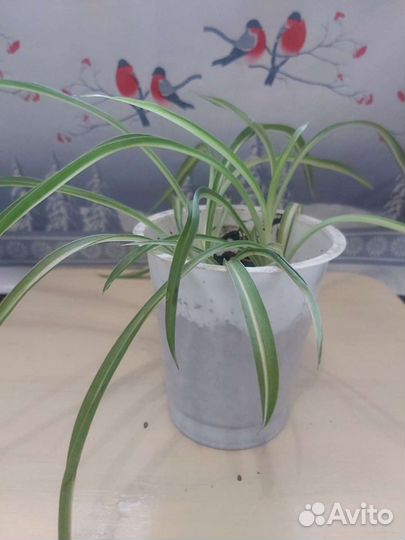 Хлорофитум кудрявый