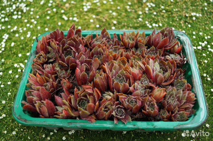 Молодило, каменая роза, коробкой