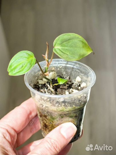 Сциндапсус/эпипремнум/филодендрон/монстера