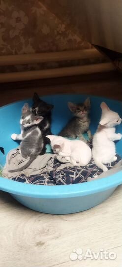 Котята сфинкс браш