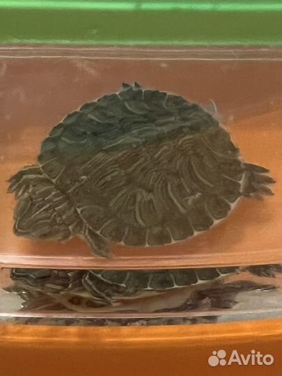 Черепаха желтоухая