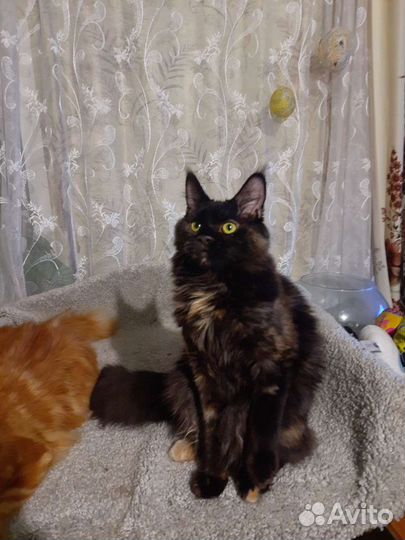 Котята мейн-кун