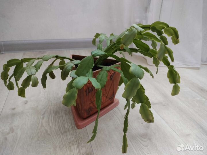 Декабрист шлюмбергера