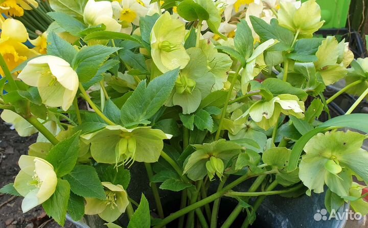 Морозник корень