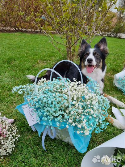 Сумочка с воздушной гипсофилой