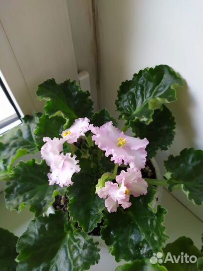 Продам Фиалки