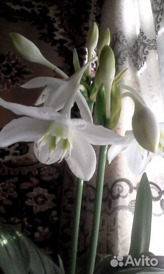 Лилия эухарис. луковички по три штуки