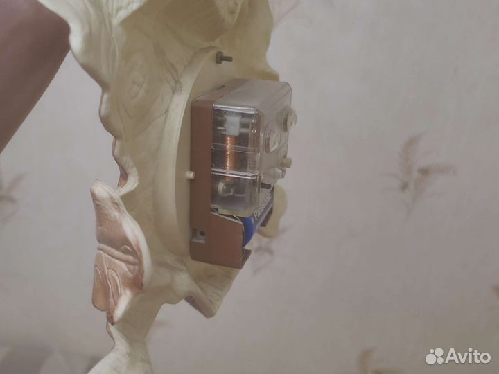 Продам рога оленя