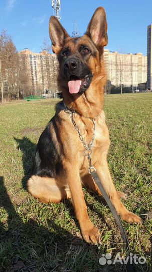 Выгул собак, передержка собак/котиков