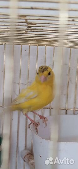 Канарейки, Самец и самка