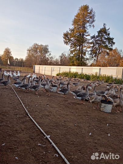 Гуси крупные серые