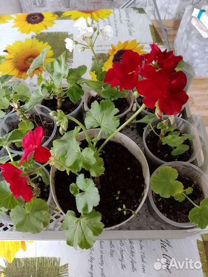 Пеларгония герань