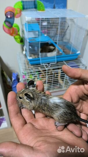 Австралийская Белка дегу