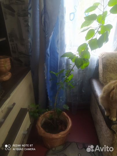 Гибискус китайская роза
