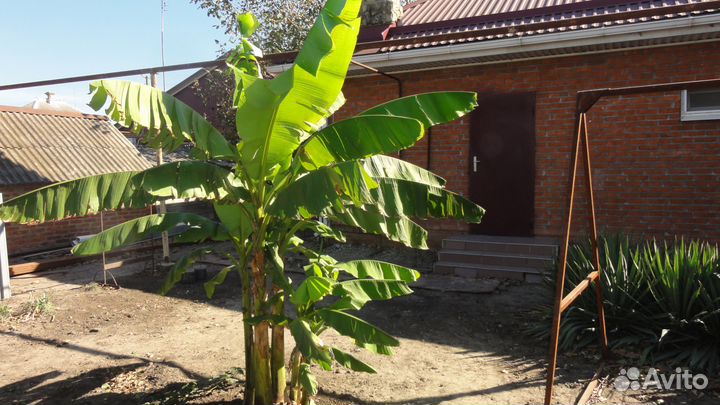 Пальмы морозостойкие веерные и банановые