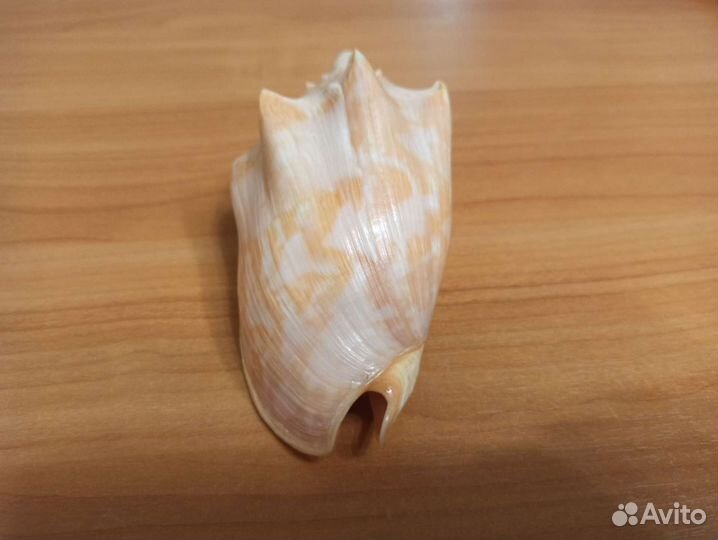 Морская раковина