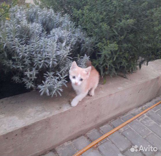 Котенок-мальчик