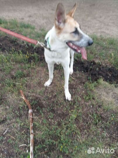 Фокстерьер